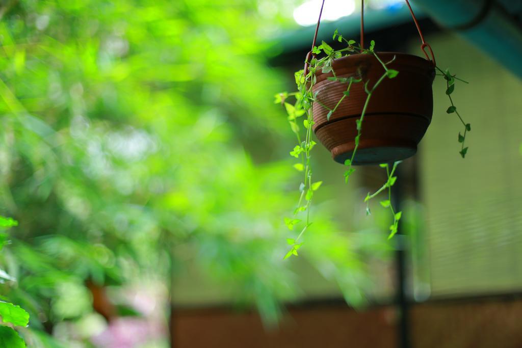 Greenspaces B&B Munnar Buitenkant foto