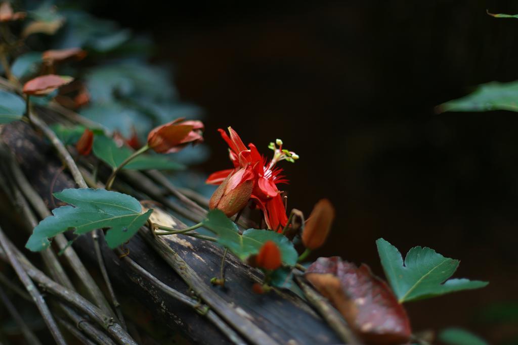 Greenspaces B&B Munnar Buitenkant foto